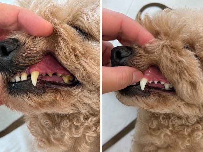 Antes y Después - Lola (Schnauzer)