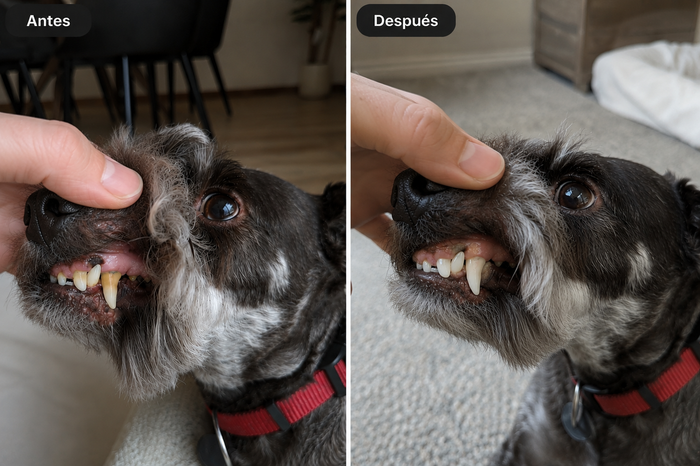 Antes y Después - Toby (Caniche Toy)